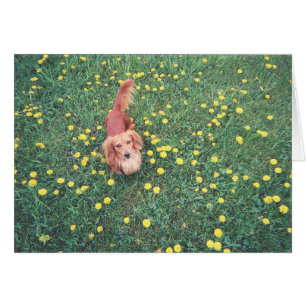 NUESTRO DACHSHUND-DUBLIN-THE GRASS "ES" MÁS VERDE