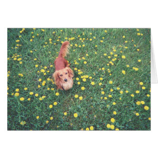 NUESTRO DACHSHUND-DUBLIN-THE GRASS "ES" MÁS VERDE 