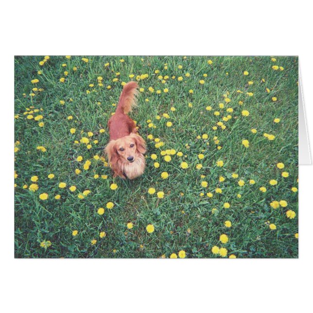 NUESTRO DACHSHUND-DUBLIN-THE GRASS "ES" MÁS VERDE  (Anverso (Horizontal))