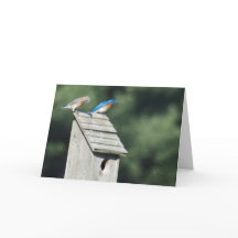 Nuestro nuevo hogar, tarjeta