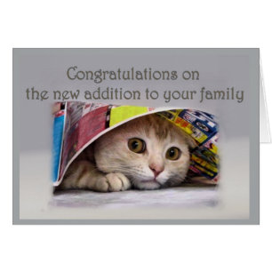 Nueva adición de gato a la familia