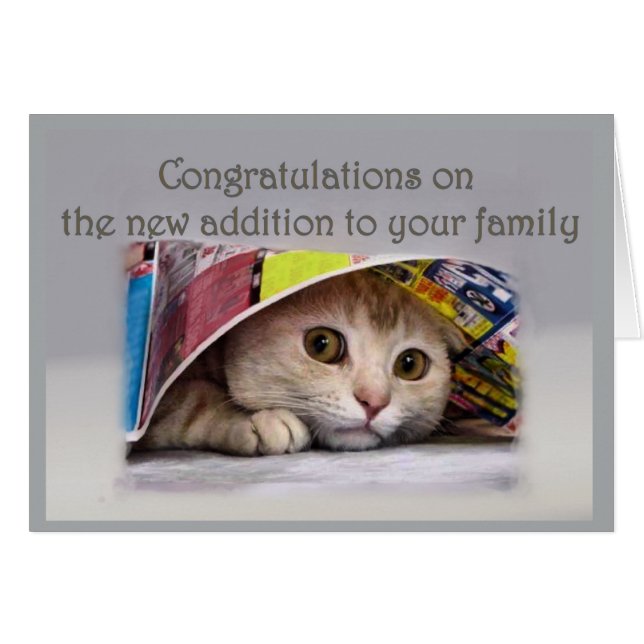 Nueva adición de gato a la familia (Anverso (Horizontal))