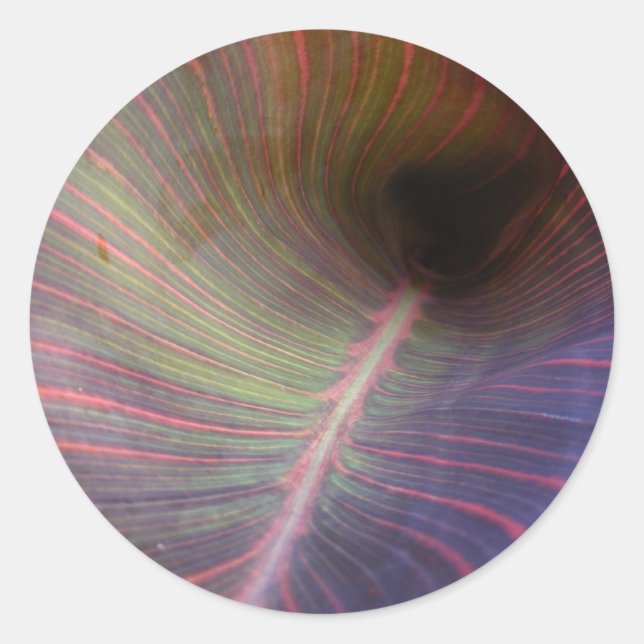 Nueva Canna Leaf ~ pegatina (Anverso)