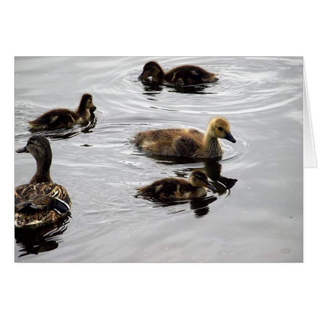 Nueva familia (Anverso (Horizontal))