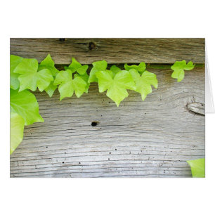 Nueva hiedra, madera vieja