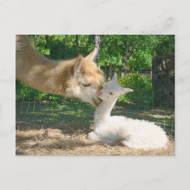 Nueva postal de Crimea (Anverso)