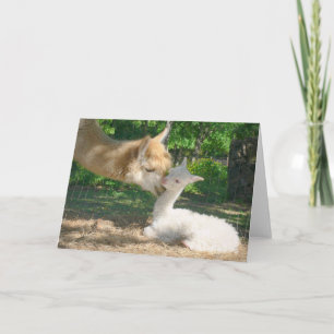 Nueva tarjeta de Cria