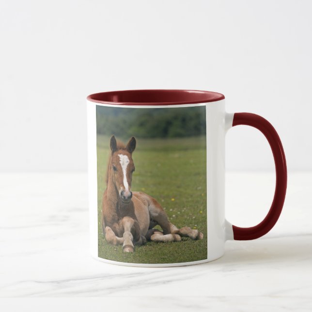 Nueva taza del potro del bosque (Derecha)
