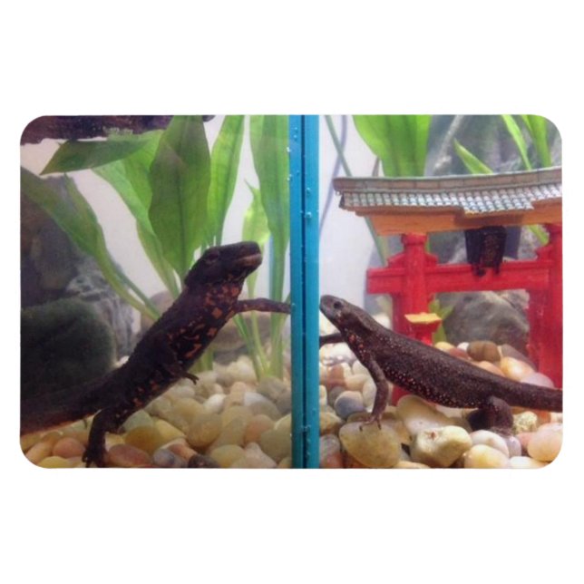 Nuevas noticias llegando al imán (Horizontal)