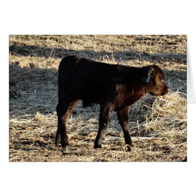 Nuevo becerro (Anverso (Horizontal))