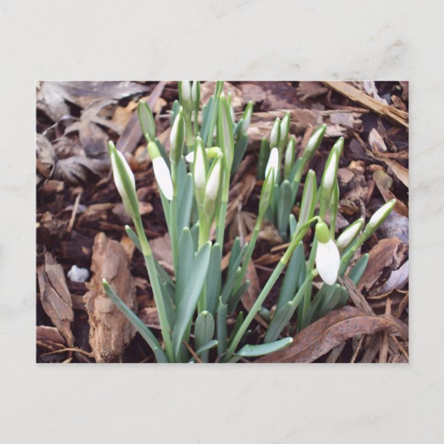 Nuevo crecimiento postales (Anverso)