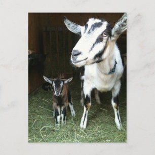 Nuevo Doeling con la postal de la cabra de la mamá