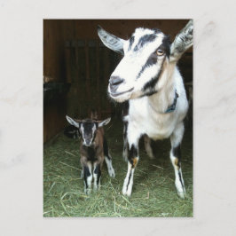 Nuevo Doeling con la postal de la cabra de la mamá