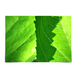 "Nuevo inicio" Nueva tarjeta de hoja verde de trab