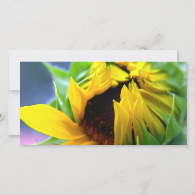 Nuevo Sunflower (Anverso)