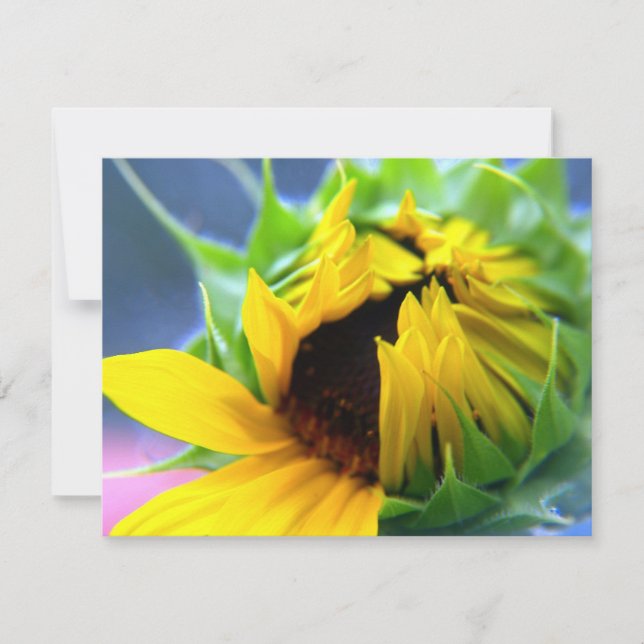 Nuevo Sunflower (Anverso)