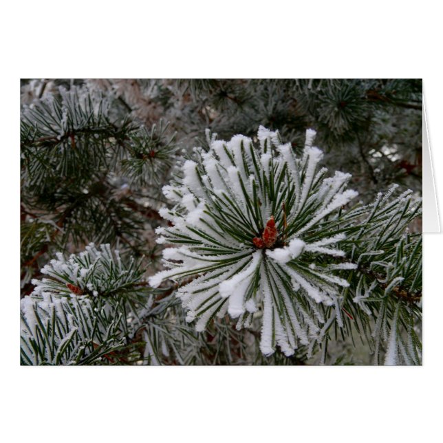 Nuevos Cones De Pino (Anverso (Horizontal))