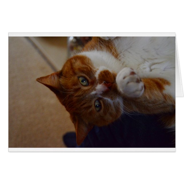 Nuez juguetona. (Anverso (Horizontal))