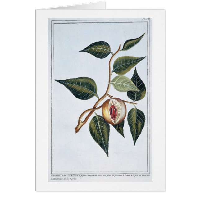 Nuez moscada moscada, placa 7, de la 'colección (Frente)