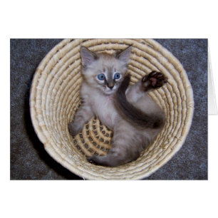 Numeritos de la cesta del gatito de Louie