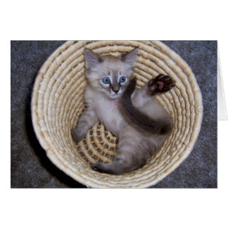 Numeritos de la cesta del gatito de Louie