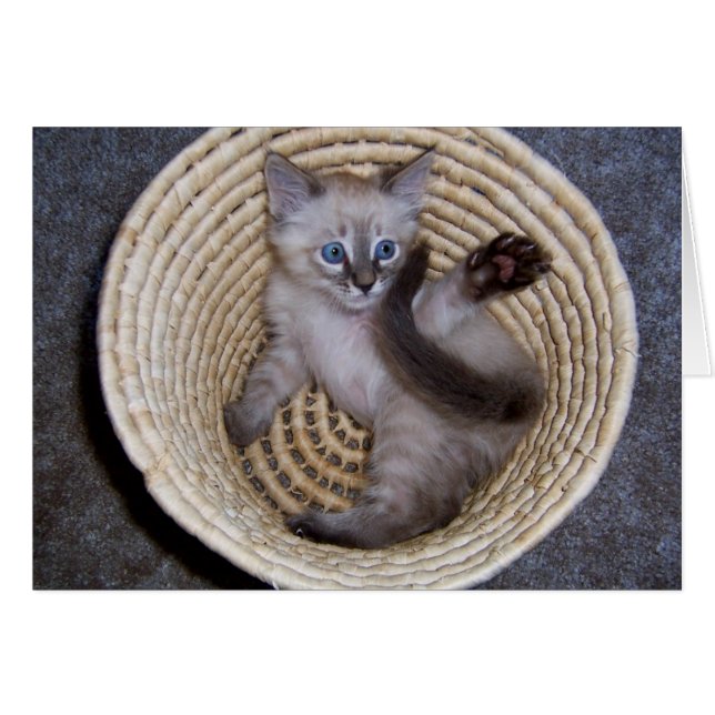 Numeritos de la cesta del gatito de Louie (Anverso (Horizontal))