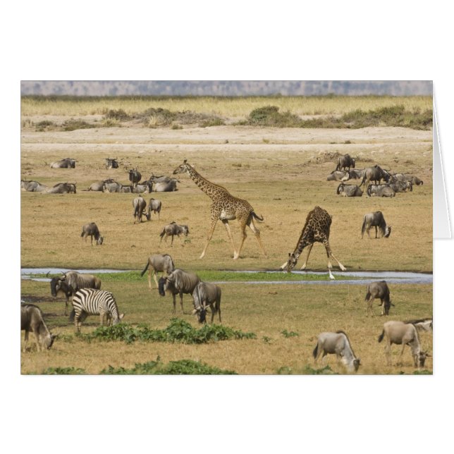 Ñus, Cebras y Jirafas (Anverso (Horizontal))