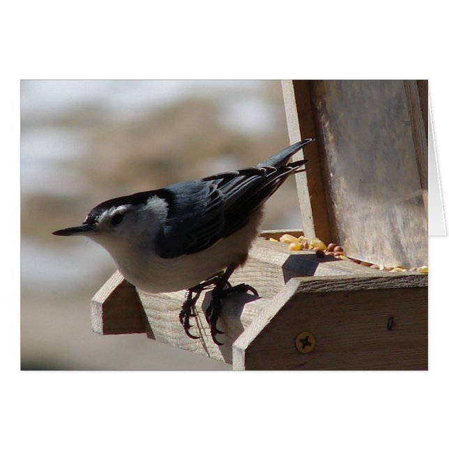 Nuthatch (Anverso (Horizontal))