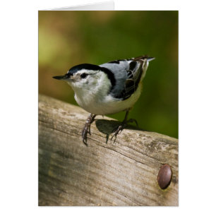 Nuthatch blanco