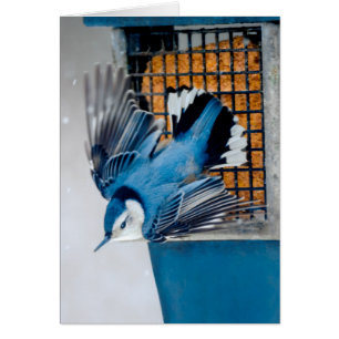Nuthatch blanco en nieve - foto original