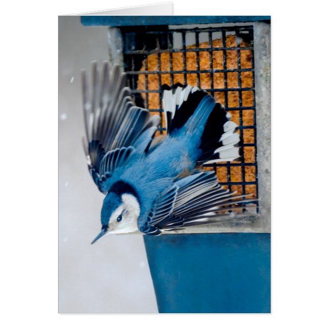 Nuthatch blanco en nieve - foto original (Frente)