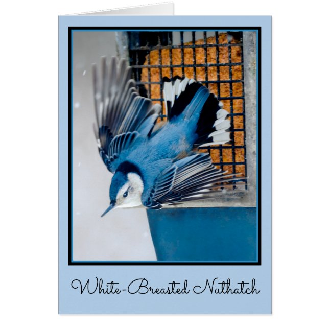 Nuthatch blanco en nieve - foto original (Frente)