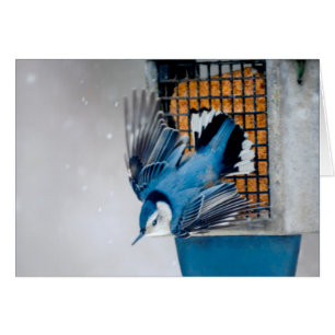 Nuthatch blanco en nieve - foto original