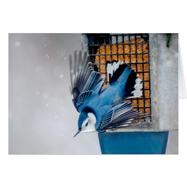 Nuthatch blanco en nieve - foto original (Anverso (Horizontal))