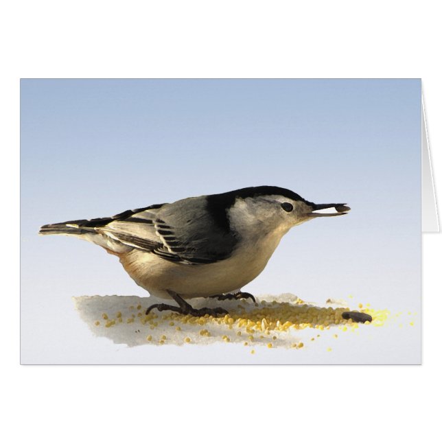 Nuthatch de pechos blancos (Anverso (Horizontal))