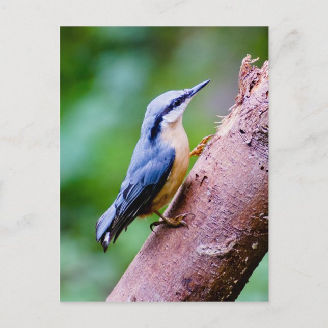 Nuthatch salvaje en los bosques - postal (Anverso)