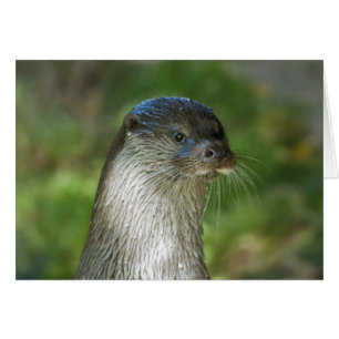 Nutria