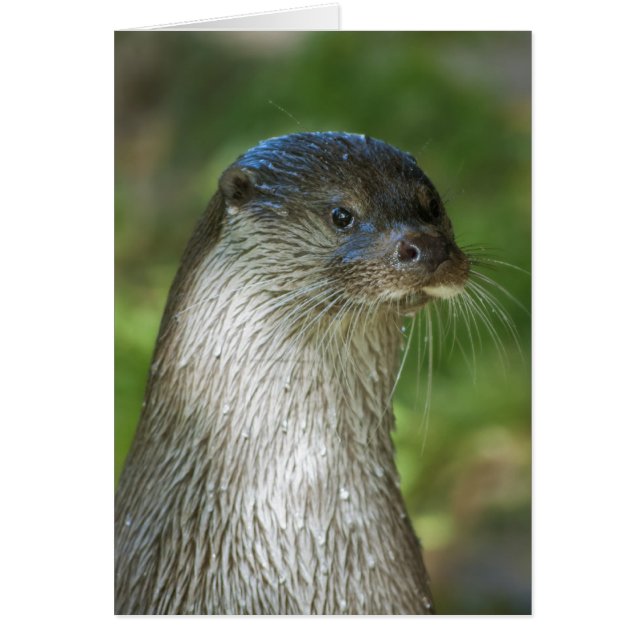 Nutria (Frente)