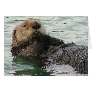 nutria 116c