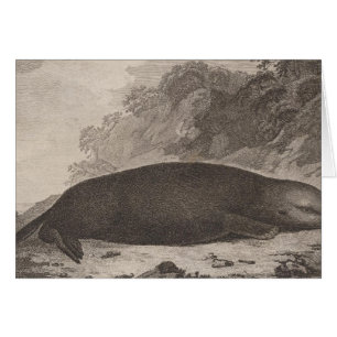 nutria marina, Columbia Británica