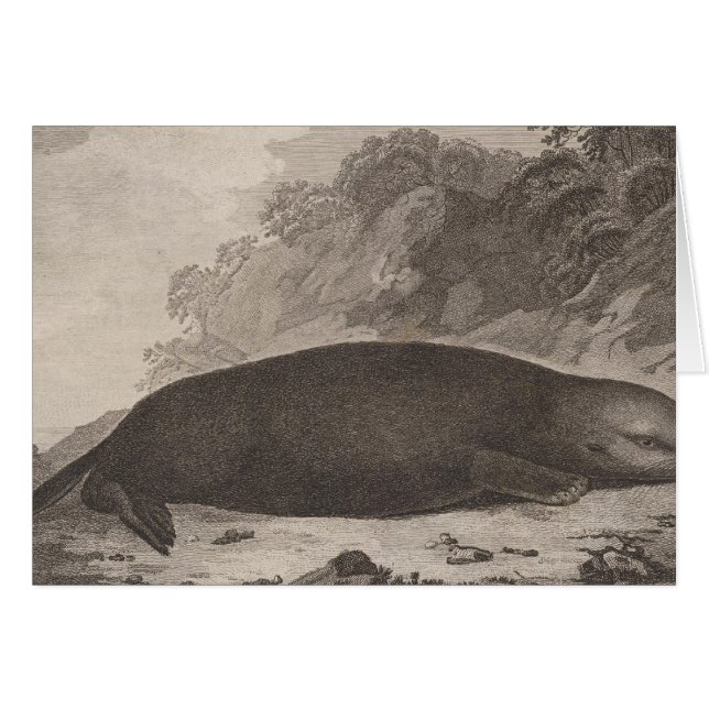 nutria marina, Columbia Británica (Anverso (Horizontal))