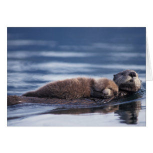 nutria marina, Enhydra lutris lutris