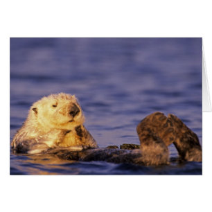 Nutrias marinas, Enhydra lutris 4