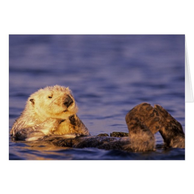 Nutrias marinas, Enhydra lutris 4 (Anverso (Horizontal))