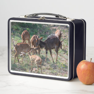 Nyala en Pastizales – Momento de Vida Silvestre
