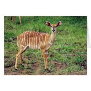 Nyala hembra, Reserva de caza Hluhluwe-Umfolozi