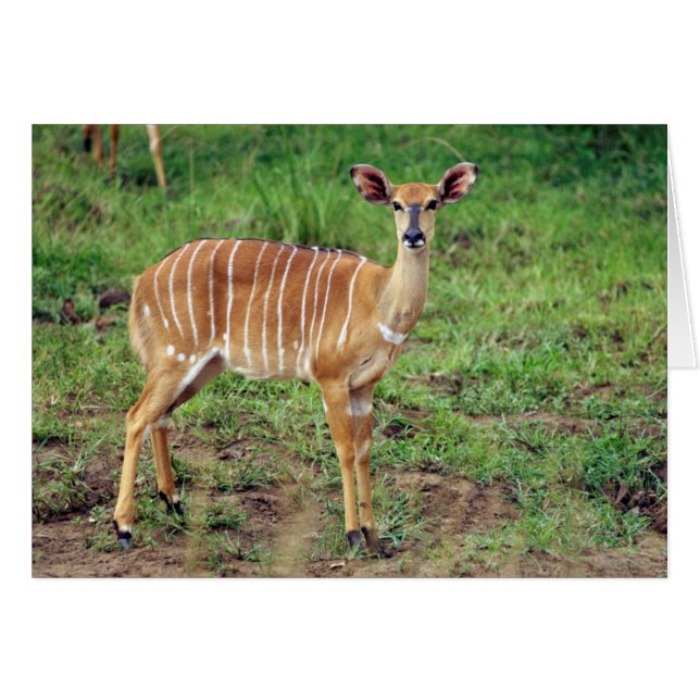 Nyala, Hluhluwe-Umfolozi reserva de caza (Anverso (Horizontal))
