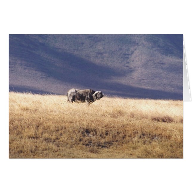 Nyati (búfalo del cabo) (Anverso (Horizontal))