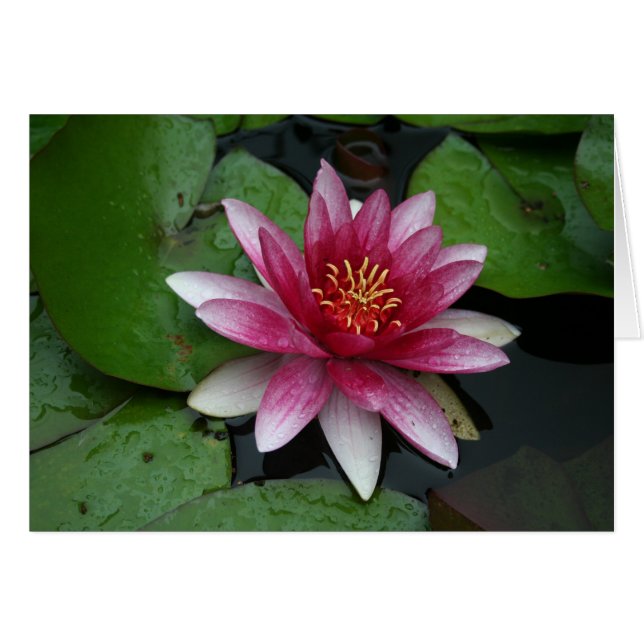 Nymphaea tetragona (Anverso (Horizontal))