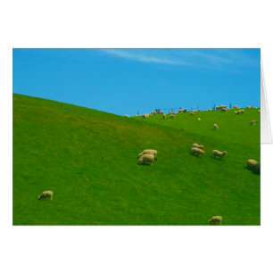 nz